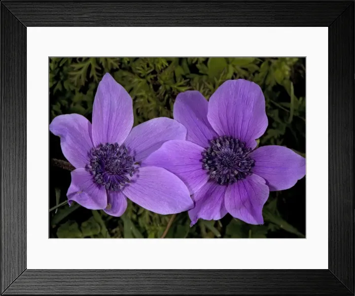 Framed Print : Crown Anemone in the wild - source of many garden and florist's flowers Framed Print : Crown Anemone in the wild - source of many garden and florist's flowers