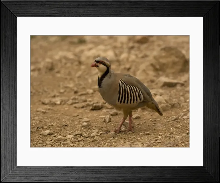 Framed Print : Chukar / Red-legged / Rock / Indian hill Partridge Framed Print : Chukar / Red-legged / Rock / Indian hill Partridge