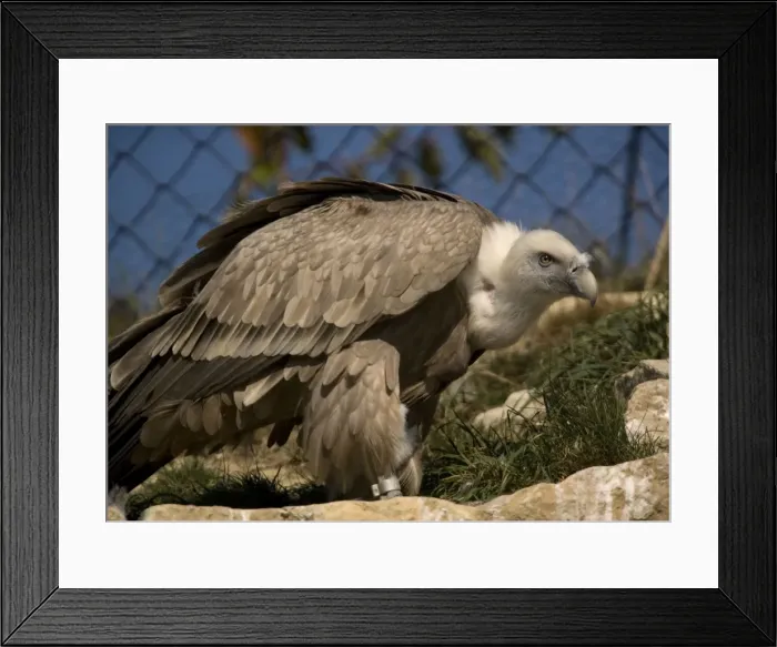 Framed Print : Griffon Vulture. In captivity