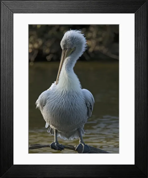 Framed Print : Dalmatian Pelican. Rare south-east european species. Preening Framed Print : Dalmatian Pelican. Rare south-east european species. Preening