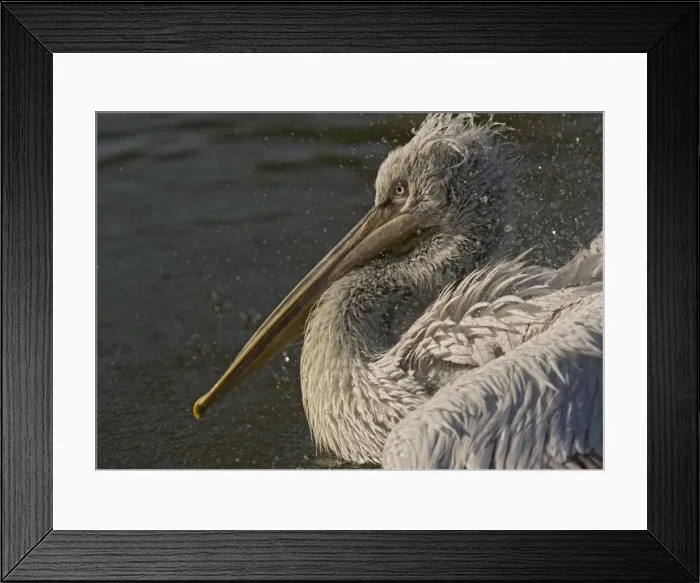 Framed Print : Spot-billed / Dalmatian Pelican. Rare south-east european species. Bathing and preening Framed Print : Spot-billed / Dalmatian Pelican. Rare south-east european species. Bathing and preening