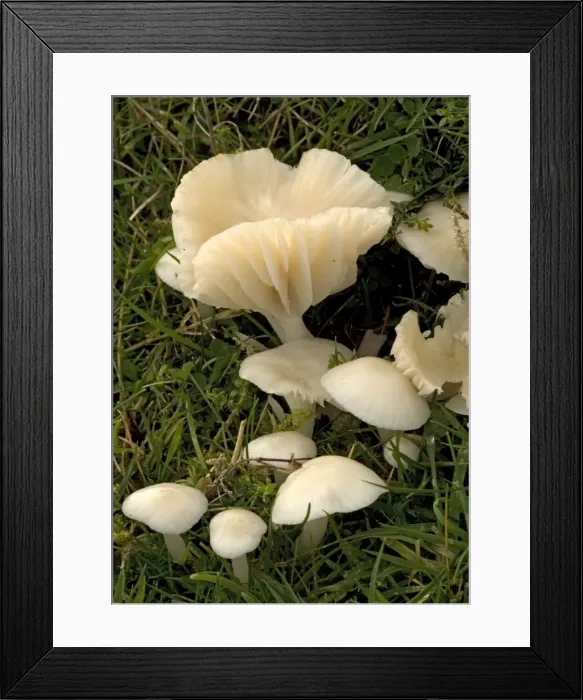 Framed Print : A common waxcap, in grassland Framed Print : A common waxcap, in grassland
