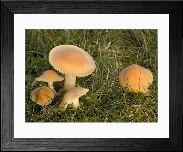 Framed Print : Meadow waxcap in grassland. An edible fungus