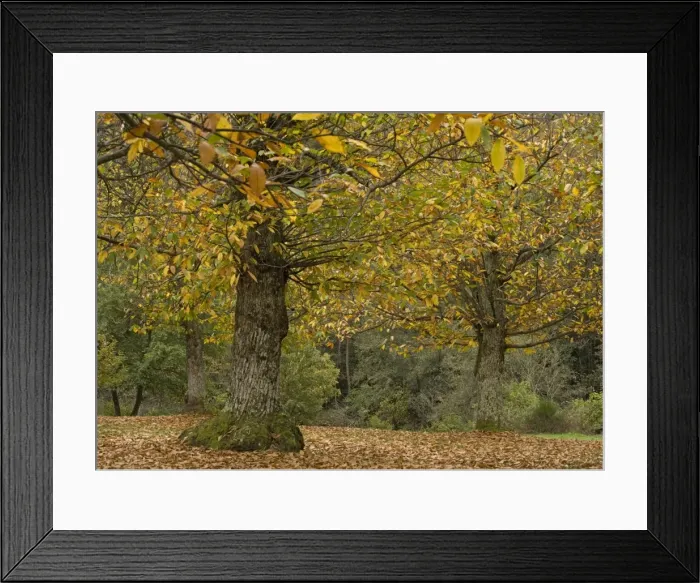 Framed Print : Sweet chestnut Tree - in autumn: old trees cultivated for their crop Framed Print : Sweet chestnut Tree - in autumn: old trees cultivated for their crop