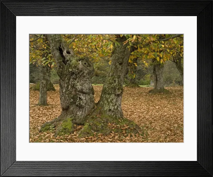 Framed Print : Sweet chestnut Tree - in autumn: old trees cultivated for their crop Framed Print : Sweet chestnut Tree - in autumn: old trees cultivated for their crop