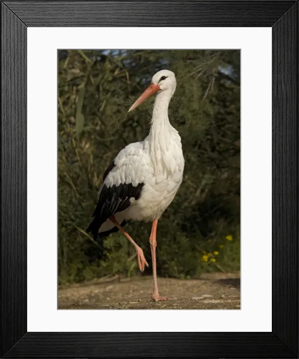 Framed Print : White Stork - Walking Framed Print : White Stork - Walking