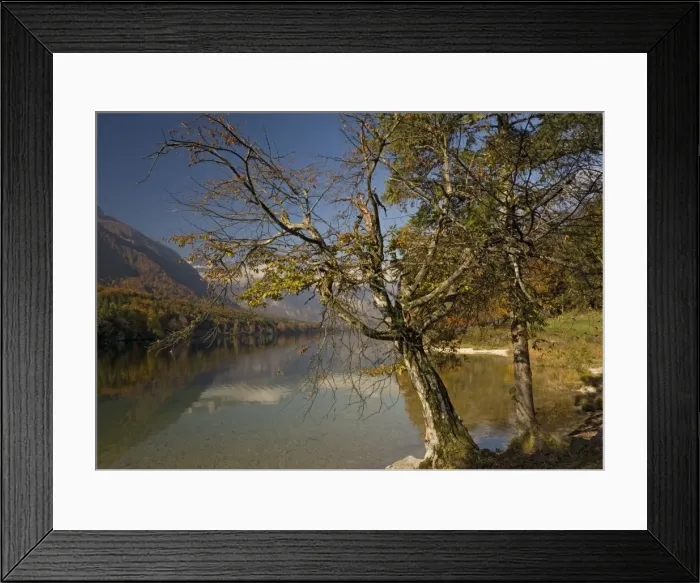 Framed Print : Old stunted hornbeam tree by Lake Bohinj in autumn. Triglav National Park, Julian Alps, Slovenia Framed Print : Old stunted hornbeam tree by Lake Bohinj in autumn. Triglav National Park, Julian Alps, Slovenia