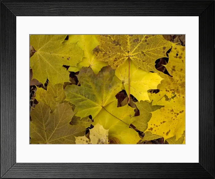 Framed Print : Norway Maple leaves in autumn colour Framed Print : Norway Maple leaves in autumn colour
