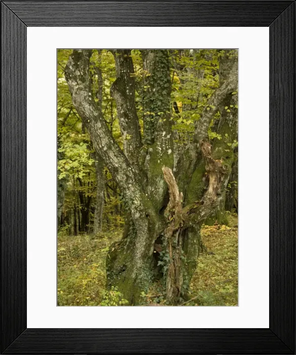 Framed Print : Old hornbeams, mainly coppiced, in natural woodland Framed Print : Old hornbeams, mainly coppiced, in natural woodland