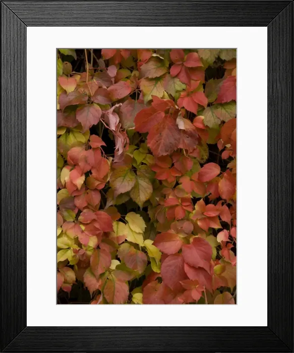 Framed Print : Virginia creeper, covering old wall; showing autumn colour Framed Print : Virginia creeper, covering old wall; showing autumn colour