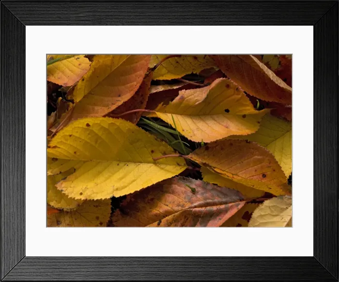 Framed Print : Fallen wild cherry leaves, autumn Framed Print : Fallen wild cherry leaves, autumn