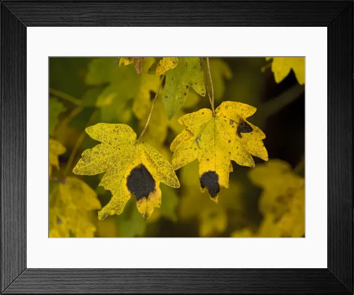 Framed Print : Field maple leaves in autumn. Infected with tar spot fungus (Rhytisma acerinum) Framed Print : Field maple leaves in autumn. Infected with tar spot fungus (Rhytisma acerinum)