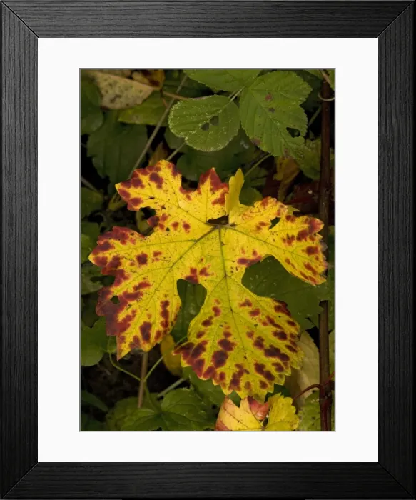 Framed Print : Vine leaf, with beautiful autumn colour Framed Print : Vine leaf, with beautiful autumn colour
