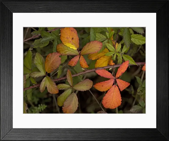 Framed Print : Bramble branch, with strong autumn colour Framed Print : Bramble branch, with strong autumn colour
