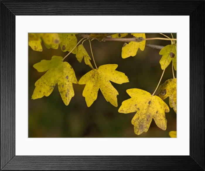 Framed Print : Field maple leaves in autumn Framed Print : Field maple leaves in autumn