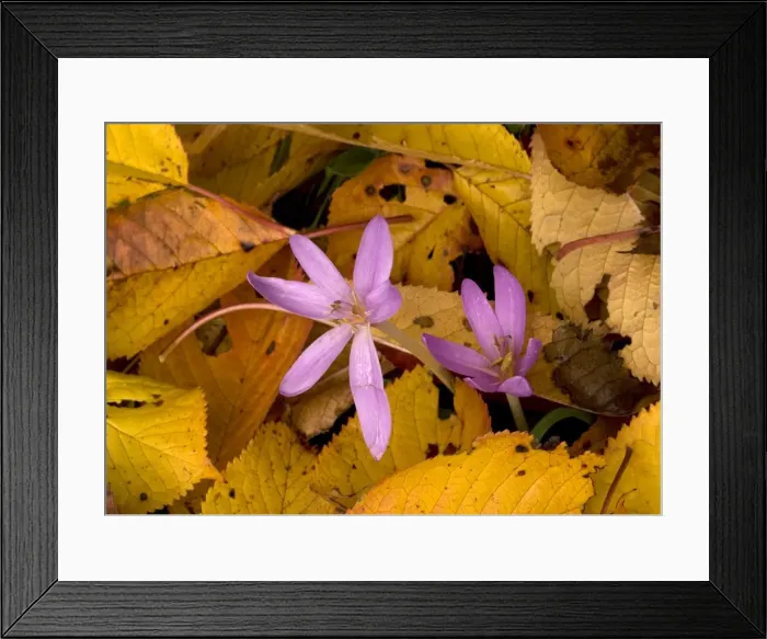 Framed Print : Naked ladies or meadow saffron amongst fallen wild cherry leaves. Autumn Framed Print : Naked ladies or meadow saffron amongst fallen wild cherry leaves. Autumn