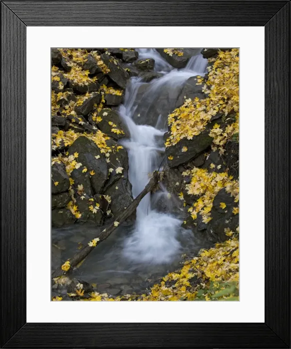 Framed Print : Waterfall in sycamore woodland. Autumn Framed Print : Waterfall in sycamore woodland. Autumn