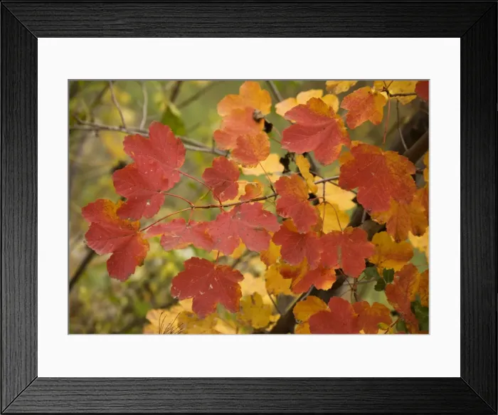 Framed Print : Italian maple, with strong autumn colour. In maritime alps Framed Print : Italian maple, with strong autumn colour. In maritime alps