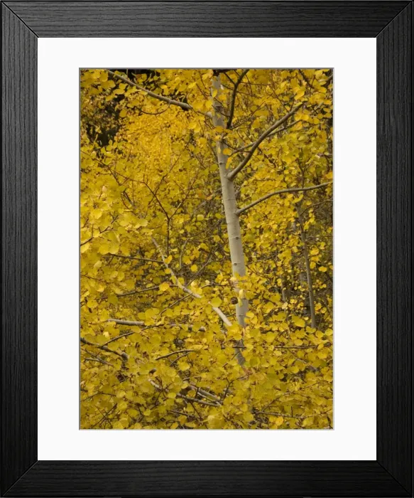 Framed Print : Aspen. With superb autumn colour Framed Print : Aspen. With superb autumn colour