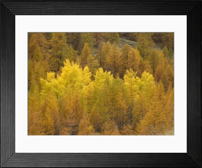 Framed Print : Autumn colour: black poplars surrounded by common larches, in Maritime Alps valley Framed Print : Autumn colour: black poplars surrounded by common larches, in Maritime Alps valley