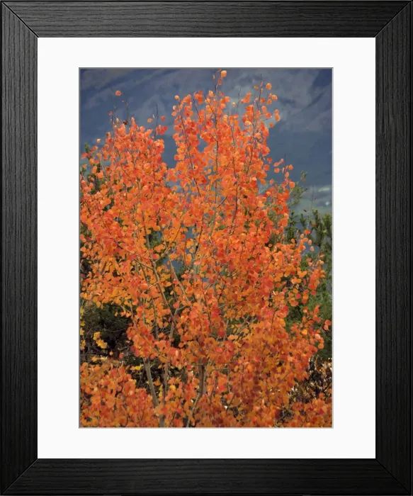 Framed Print : Aspen, with stunning red autumn foliage Framed Print : Aspen, with stunning red autumn foliage