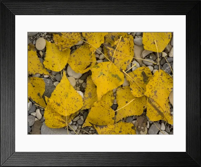 Framed Print : Black poplar: fallen leaves on riverside gravel Framed Print : Black poplar: fallen leaves on riverside gravel
