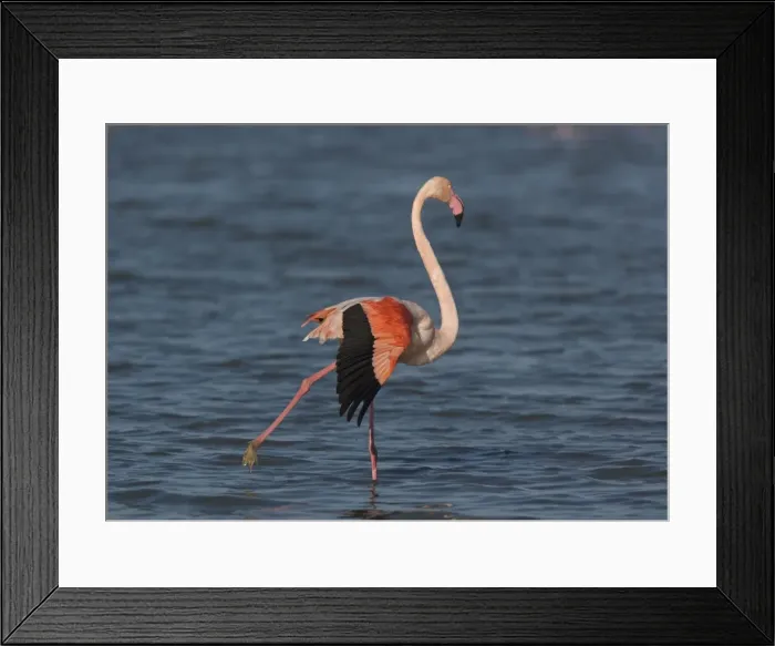 Framed Print : Adult greater flamingo, in a Camargue lagoon Framed Print : Adult greater flamingo, in a Camargue lagoon