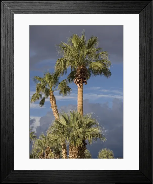 Framed Print : Californian / Desert Fan Palms Framed Print : Californian / Desert Fan Palms