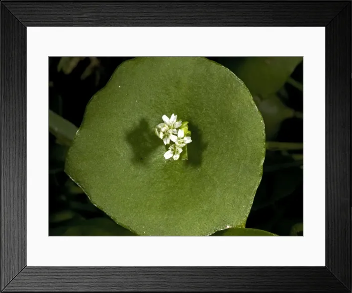 Framed Print : Miner's lettuce Framed Print : Miner's lettuce