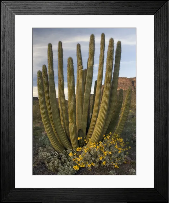 Framed Print : Organ pipe cactus, with brittle bush in flower (Encelia farinosa). Organ pipe cactus National Monument. Spring in El Nino year. Sonoran desert on Mexican border Framed Print : Organ pipe cactus, with brittle bush in flower (Encelia farinosa). Organ pipe cactus National Monument. Spring in El Nino year. Sonoran desert on Mexican border