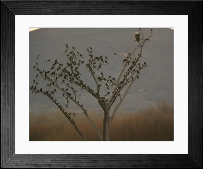 Framed Print : Bald Eagle - adult perched in tree, with large flock of Great-tailed Grackles. Bosque del Apache National Wildlife Refuge Framed Print : Bald Eagle - adult perched in tree, with large flock of Great-tailed Grackles. Bosque del Apache National Wildlife Refuge