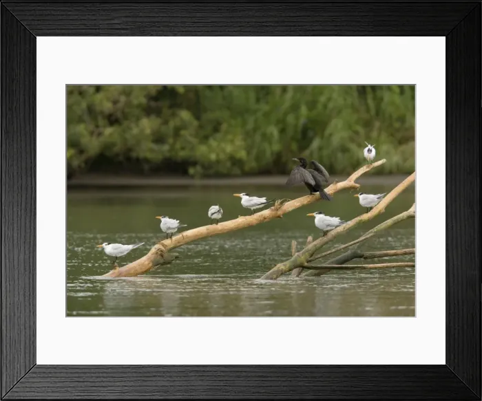 Framed Print : Royal Terns and Neotropical Cormorant, perched on log in river estuary Framed Print : Royal Terns and Neotropical Cormorant, perched on log in river estuary