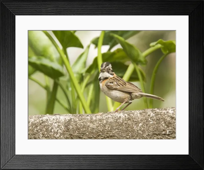 Framed Print : Rufous-collared sparrow. Costa Rica Framed Print : Rufous-collared sparrow. Costa Rica