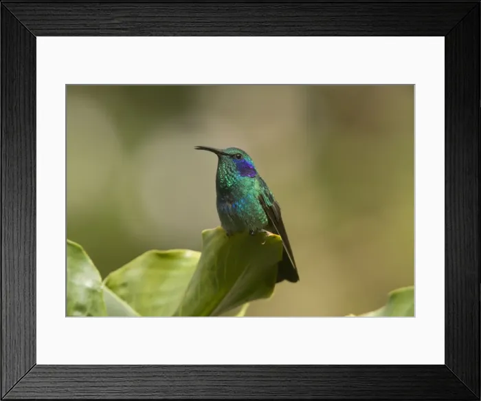 Framed Print : Green Violet-ear Hummingbird. Costa Rica Framed Print : Green Violet-ear Hummingbird. Costa Rica