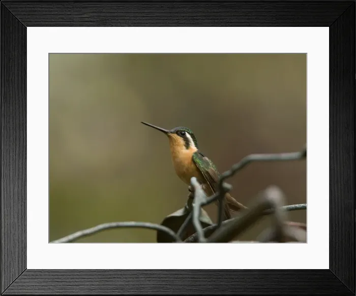Framed Print : Purple-throated Mountain Gem, female
