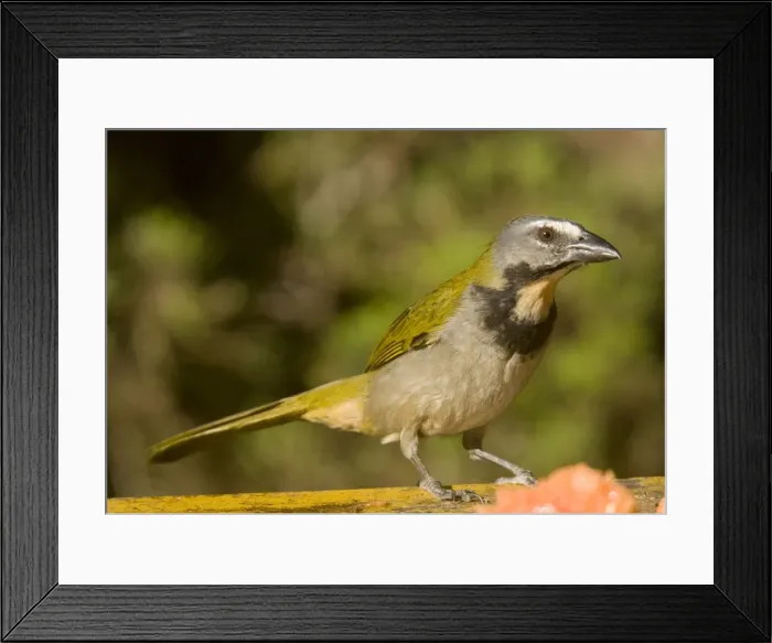 Framed Print : Buff-throated Saltator. Costa Rica Framed Print : Buff-throated Saltator. Costa Rica
