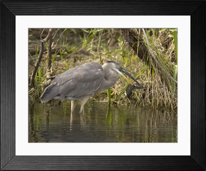 Framed Print : Great blue heron catching and killing a walking catfish (Clarias batrachus) - an Asian introduced fish, spreading rapidly in the Everglades. The fish is capable of migrating overland at night or in rain, using lung-like sacs Framed Print : Great blue heron catching and killing a walking catfish (Clarias batrachus) - an Asian introduced fish, spreading rapidly in the Everglades. The fish is capable of migrating overland at night or in rain, using lung-like sacs