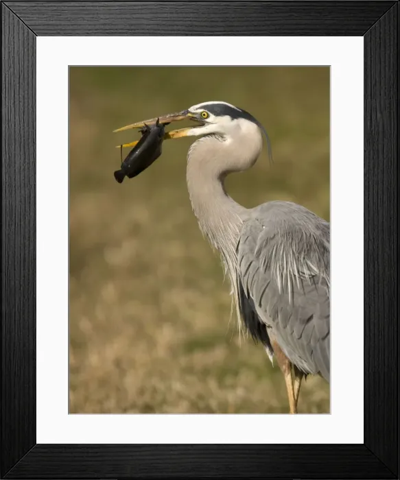 Framed Print : Great blue heron catching and killing a walking catfish (Clarias batrachus) - an Asian introduced fish, spreading rapidly in the Everglades. The fish is capable of migrating overland at night or in rain, using lung-like sacs Framed Print : Great blue heron catching and killing a walking catfish (Clarias batrachus) - an Asian introduced fish, spreading rapidly in the Everglades. The fish is capable of migrating overland at night or in rain, using lung-like sacs