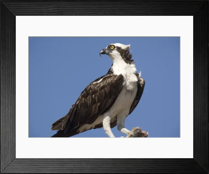 Framed Print : Osprey, eating recently-caught fish on a branch. Male. USA Framed Print : Osprey, eating recently-caught fish on a branch. Male. USA