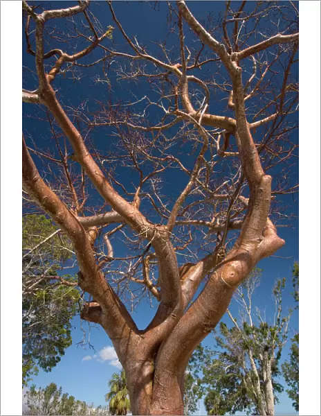 Gumbo limbo tree  /  Tourist tree. USA