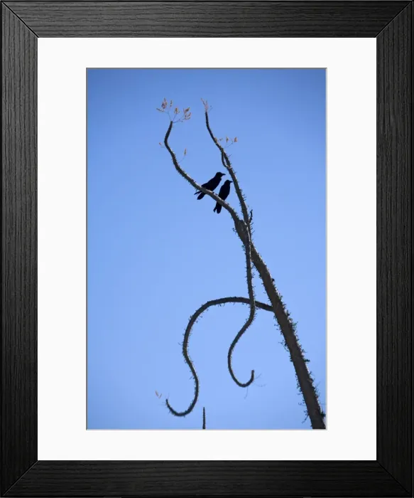 Framed Print : Pair of common ravens perched in a boojum tree. West coast of Baja California Framed Print : Pair of common ravens perched in a boojum tree. West coast of Baja California