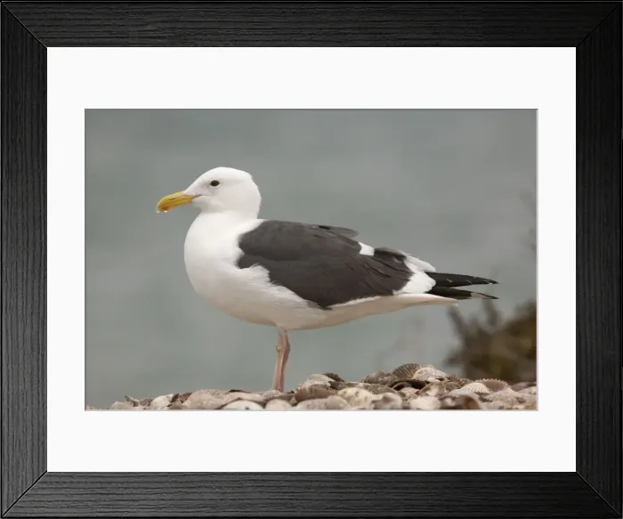 Framed Print : Western Gull