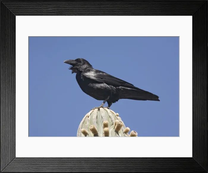 Framed Print : Raven on perch Framed Print : Raven on perch