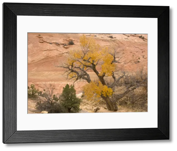 Framed Print : Zion National Park, Utah: Cottonwoods or poplars in autumn colour Framed Print : Zion National Park, Utah: Cottonwoods or poplars in autumn colour
