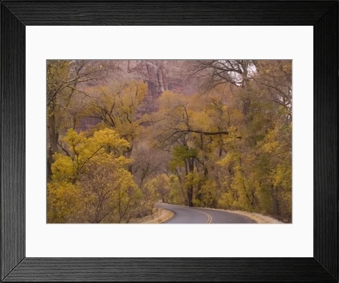 Framed Print : Road - Zion National Park, Utah: Cottonwoods or poplars in autumn colour Framed Print : Road - Zion National Park, Utah: Cottonwoods or poplars in autumn colour