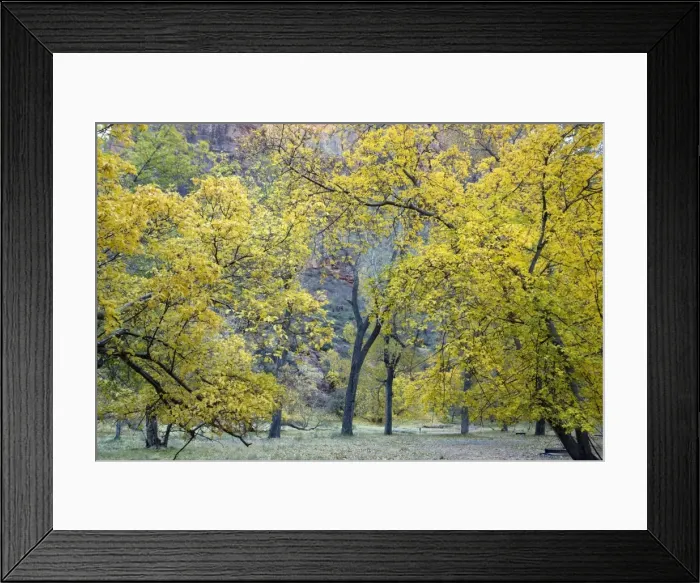 Framed Print : Autumn in Zion National Park, Utah: cottonwoods and box elders in autumn colour Framed Print : Autumn in Zion National Park, Utah: cottonwoods and box elders in autumn colour
