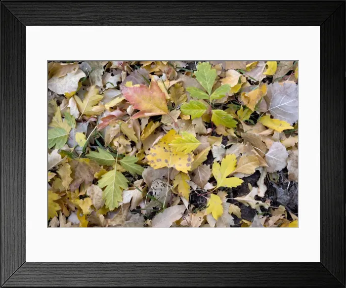 Framed Print : Fallen autumn leaves of box elder and cottonwood in Zion National Park, Utah Framed Print : Fallen autumn leaves of box elder and cottonwood in Zion National Park, Utah
