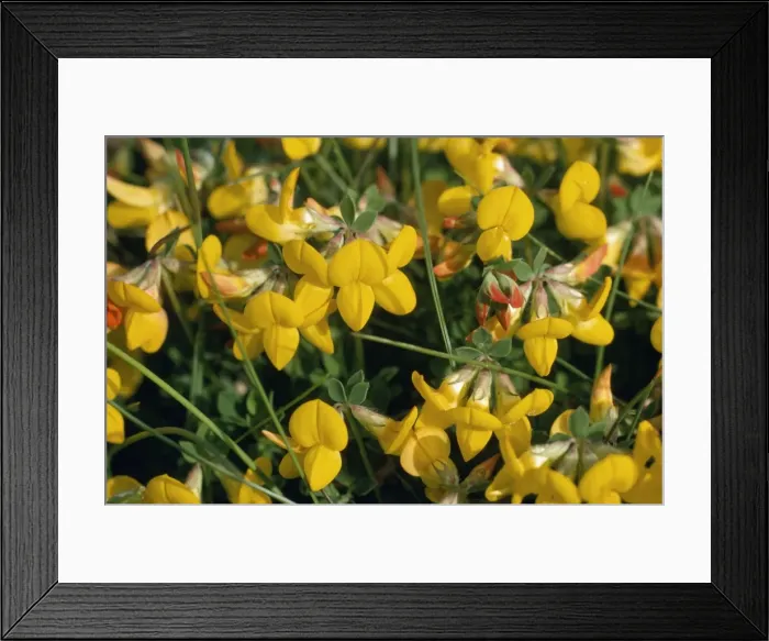 Framed Print : Bird's-foot-trefoil Framed Print : Bird's-foot-trefoil