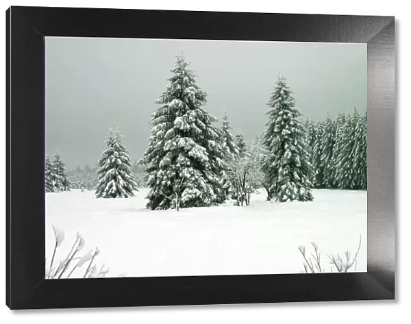 Norway Spruce - in heavy snow Hautes Fagnes, Belgium