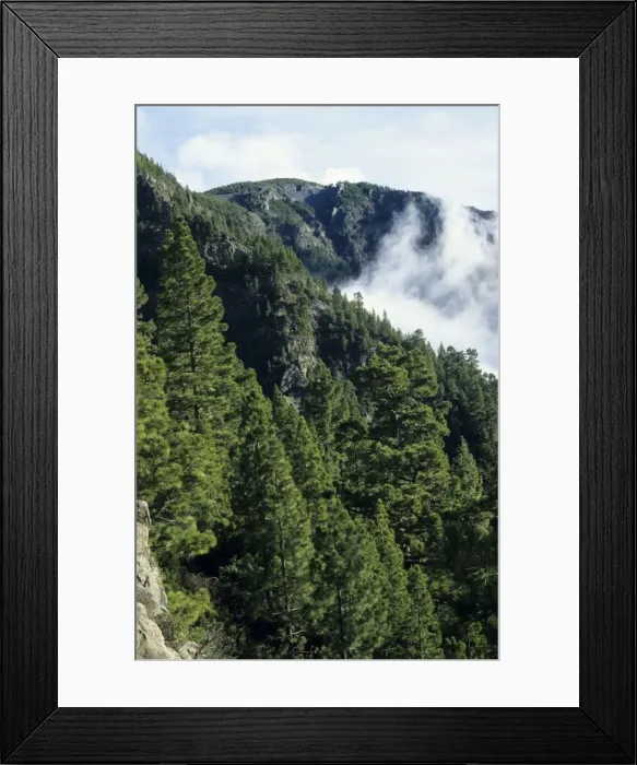 Framed Print : Tenerife - Canary Pine Forest (Pinus canariensis) at about 1800 m Framed Print : Tenerife - Canary Pine Forest (Pinus canariensis) at about 1800 m
